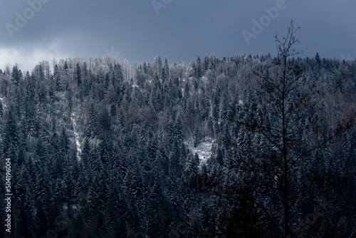 Małe Kozy, Śląsk, Polska, Beskid Mały oszronione drzewa, korony w śniegu.