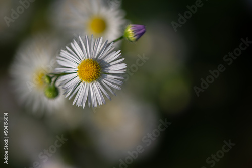Przymiotno białe, zimotrwał zwyczajny (Erigeron annuus (L.) Pers), kwiaty z rodziny astrowatych. Białe kwiaty z żółtym środkiem, rosa.
