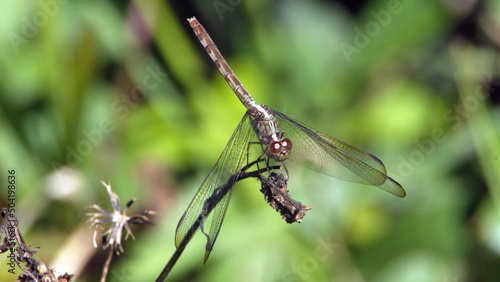Dragonfly perched on a twig in a park in Fort Lauderdale, Florida, USA