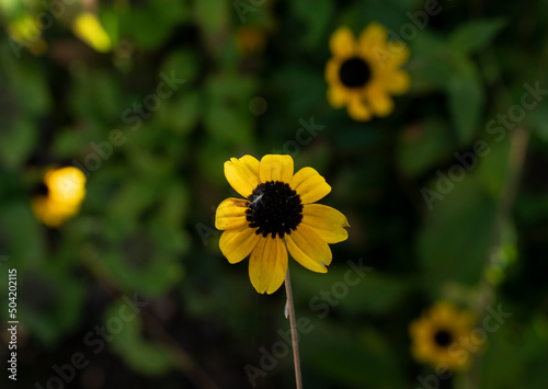 Floral. Closeup view of Rudbeckia triloba also known as Brown Eyed Susan, flower of yellow petals growing in the garden. 