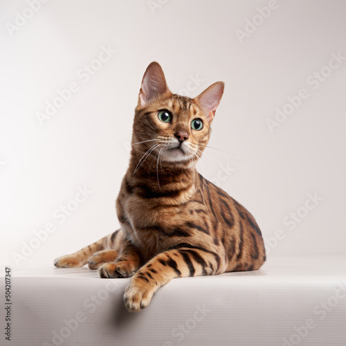 spotted bengal cat on a beige background. funny pet playing 