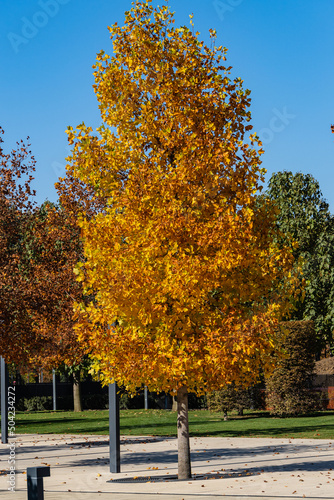 Golden leaves on Tulip tree (Liriodendron tulipifera), called Tuliptree, American or Tulip Poplar. Public Landscape Park Krasnodar or Galitsky Park. Golden autumn 2021. Place for rest and walks.