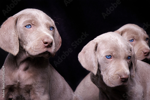 Group of weimaraner puppies on a black background.