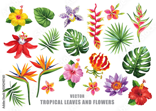 Tropical floral set. Flowers collection. Vector design isolated elements on the white background.