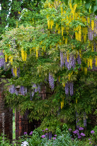 Cascading purple wisteria and yellow laburnum flowers at Eastcote House Gardens, London Borough of Hillingdon, west London UK