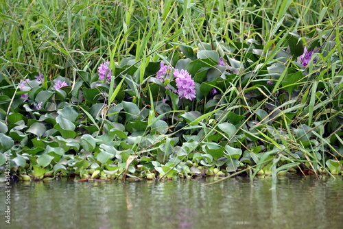 Plant with purple flowers growing in the wetland outside of San Lorenzo, Ecuador