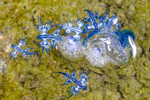 アオミノウミウシ Glaucus atlanticus Forster, 1777