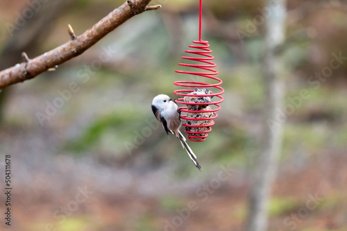 Long-tailed tit (Aegithalos caudatus) a small bird with a very long tail, sitting on a bird feeder, eating tallow. Blurred bokeh background, place for text, copy space. Nature photography.