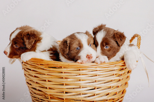 border collie puppies 