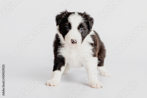 border collie puppies 