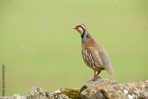 Close up of a Red-legged or French partridge stood on a lichen covered drystone wall and facing left. Clean, green background with space for copy. Scientific name: Alectoris rufa. Horizontal