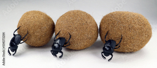 Three Sacred scarab beetles rolls the balls. Isolated on white. Scaracaeus.Coleoptera. Insects. 