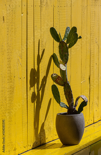 Cactus in a pot on the French Caribbean island of St Barth