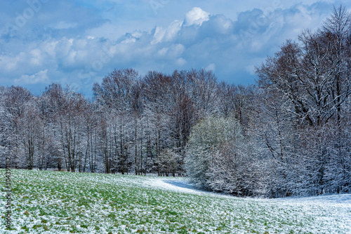 Leśny zagajnik po przejściu śnieżycy, wiosna w Polsce. Łąka i drzewa pokryte śniegiem, niebo pochmurne. 