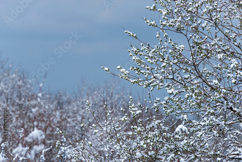 Wiosna, gałęzie drzew pokryte świeżym śniegiem, pochmurne niebo.