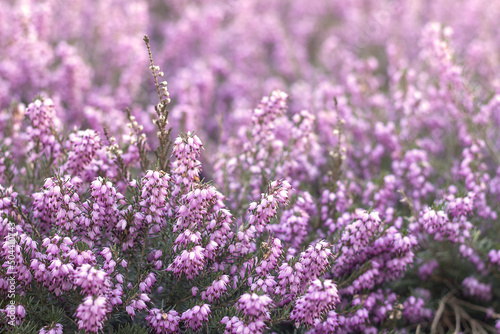Beautiful pink purple flowering heather close-up, copy space for text