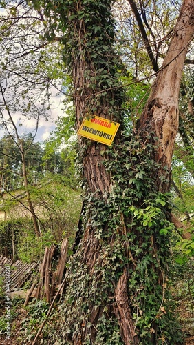 Drzewo znak ostrzeżenie wiewiórki 