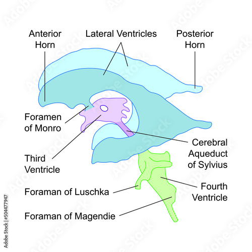Scientific Designing of Ventricular System of Brain. Colorful Symbols. Vector Illustration.