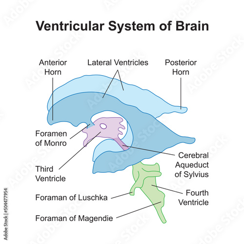 Scientific Designing of Ventricular System of Brain. Colorful Symbols. Vector Illustration.