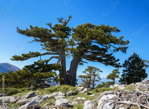 Bosnian pines ( Pino Loricato) on top of Serra di Crispo mountain (So called Garden of Gods ), Pollino National Park, southern Apennine Mountains, Italy.