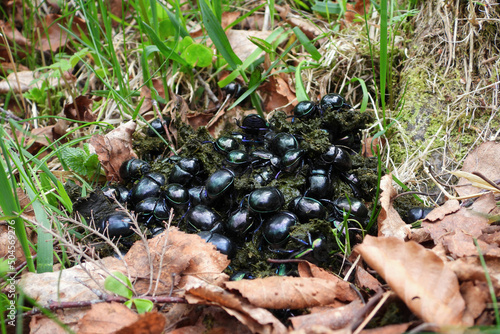 Geotrupes stercorarius beetles huddled together on Red deer dung