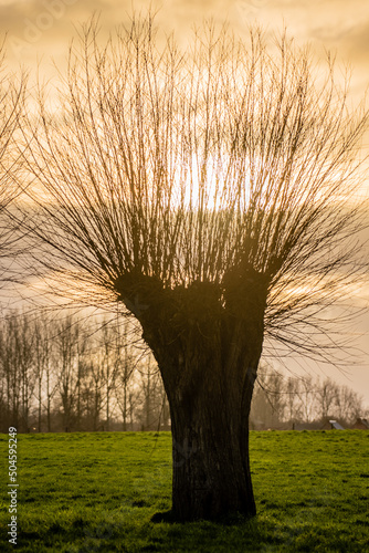 Backlit HDR shot of a pollard willow, at sunset, in the countryside of east flanders, Belgium.