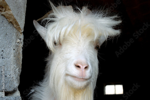 Koza o bujnej sierści i wesołym wyglądzie. Radosna biała koza z długimi rogami i sierścią.