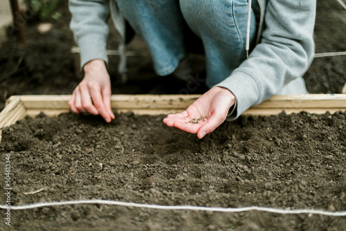 Gardener sowing peas seeds in a vegetable bed. Preparing for new garden season.