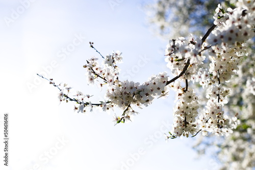 Kwitnące drzewo owocowe na tle nieba