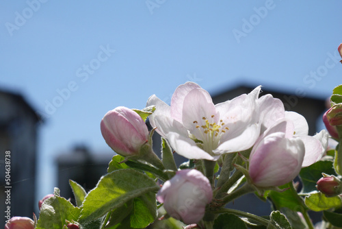 Kwitnące kwiaty jabłoni na gałęzi. Zbliżenie pachnących różowych kwiatów jabłoni. Wiosenne kwiatki na jabłonce..