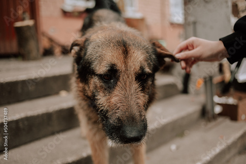 Bucha, Kyiv region, Ukraine - May 1, 2022: Russia's war in Ukraine. Hungry stray dog