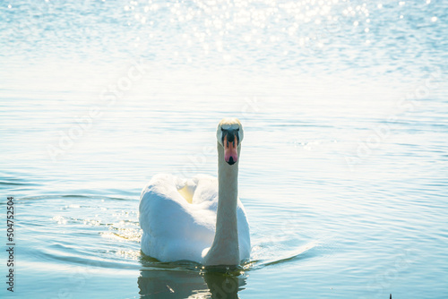 White bird on the water. Observation of a beautiful swan. On the pond