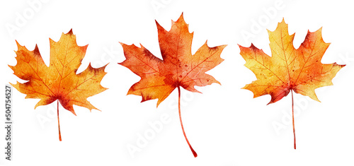 Set of watercolor autumn maple leaves isolated on white background.