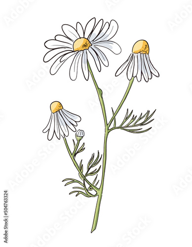 Sketch of Chamomile. Vector hand drawn illustration of Daisy Flower. Drawing of matricaria