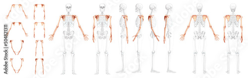 Set of Skeleton upper limb Arms with Shoulder girdle Human front back side view with partly transparent bones position. Hands, clavicle, scapula, forearms realistic flat Vector illustration of anatomy