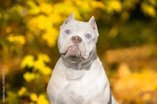 Cute American Bully friend with blue eyes looks at camera in autumn park. White dog sits against blurred yellowed leaves close view