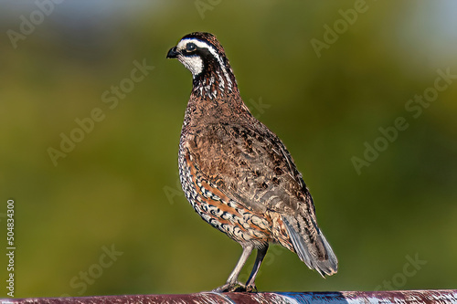 bobwhite quail on a fence