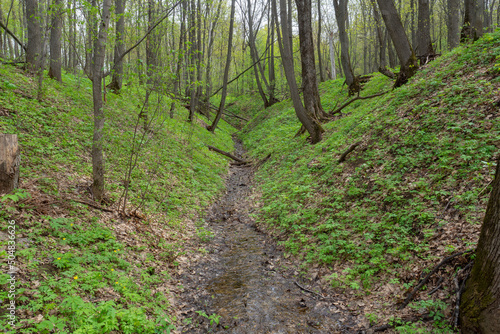 Forest ravine with a small stream. Spring natural landscape.