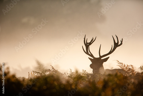 Silhouetted Red Deer during the annual deer rut 