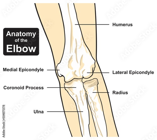 Elbow joint anatomy infographic diagram bones humerus ulna radius parts structure arm forearm cartoon vector drawing illustration for medical science education lateral medial epicondyle