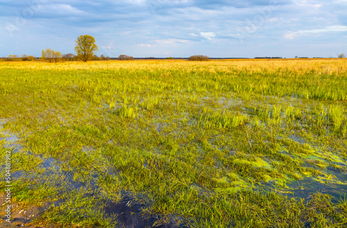 Panoramic view of Biebrza river wetlands and bird wildlife reserve during spring nesting period in Mscichy village near Radzilow in Podlaskie region of Poland
