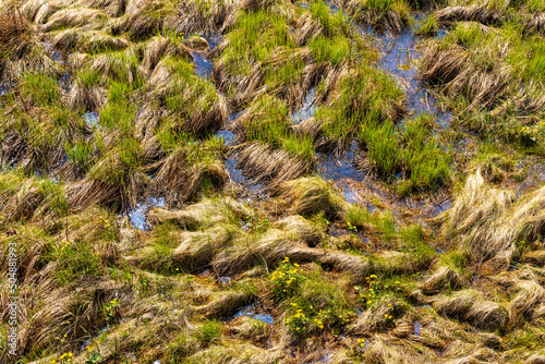Closeup pattern of Biebrza river Bagno Lawka wetlands and bird wildlife reserve during spring nesting period aside Carska Droga sightseeing route near Goniadz in Podlaskie region of Poland