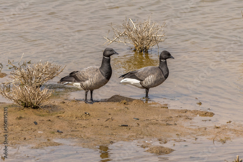 Brent goose (Branta bernicla)