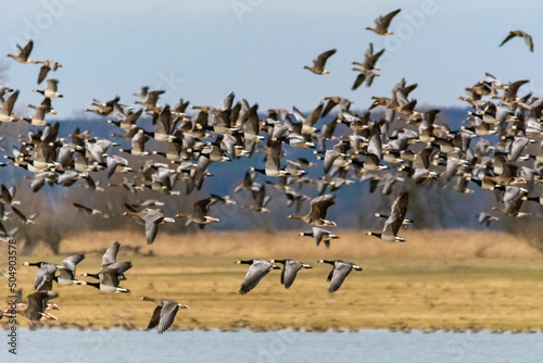 Flock of Barnacle geese - Branta leucopsis - with meadow and forest in background. Photo from Ujście Warty National Reserve, Poland