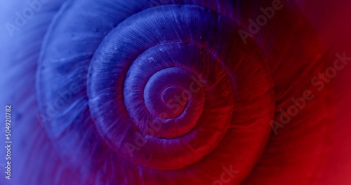 Rotating closeup of gastropod shell