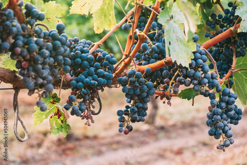 Grapevine with clusters of ripe blue grapes. Growing wine grapes.