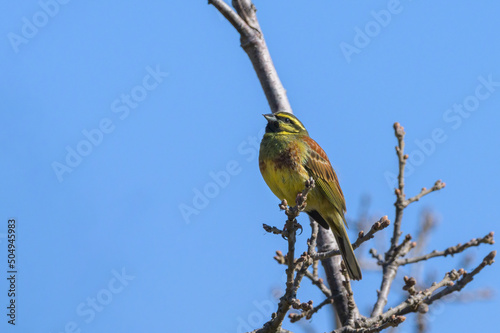 A Cirl bunting sitting on top of a bush