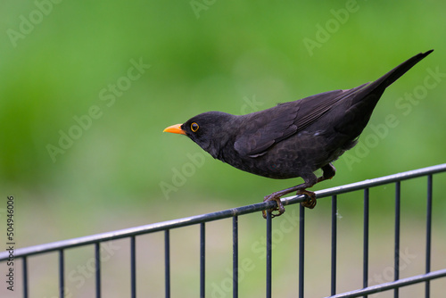 A male blackbird sitting on a fence