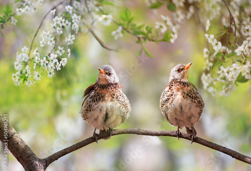 pair of thrush birds sit side by side on a tree in a spring park blooming park