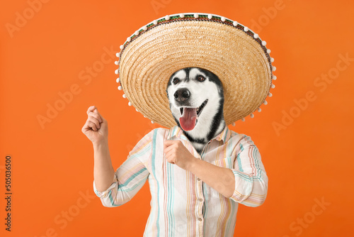 Funny dancing Husky dog with human body and sombrero on orange background